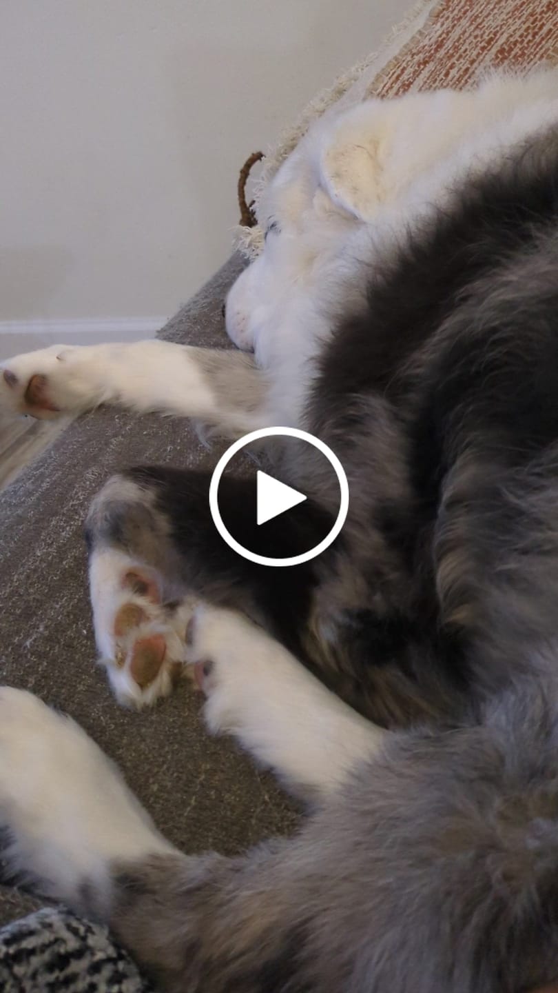 Customer video review of KING KALM 600mg CBD with Copaiba, Krill Oil and DHA for Dogs & Cats