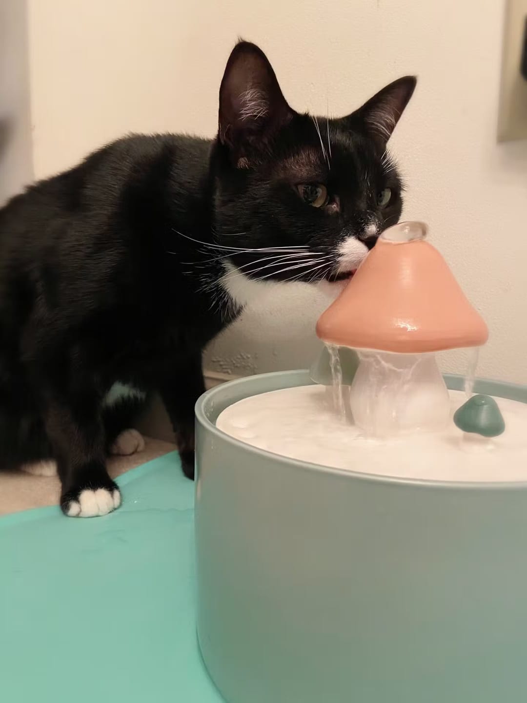 Customer photo review of PurrHaven - Katten Automatisch Keramisch Drinkfontein