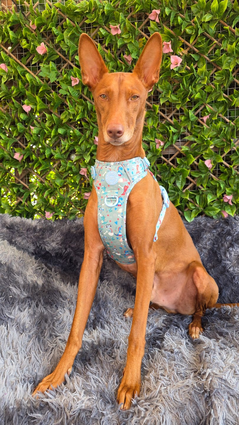 Customer photo review of Trail & Glow Dog Harness - Colour Drops - Dino Party