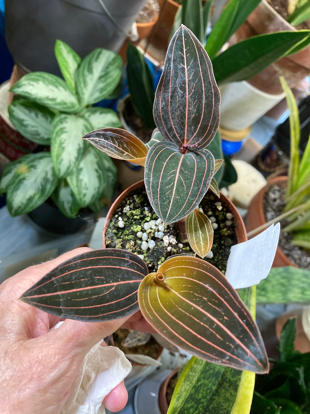 Customer photo review of Orchid Ludisia discolor