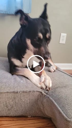 Customer video review of Gift Bundle: 2 Large Yak Chews and a 6" Hickory Smoked Bully Stick
