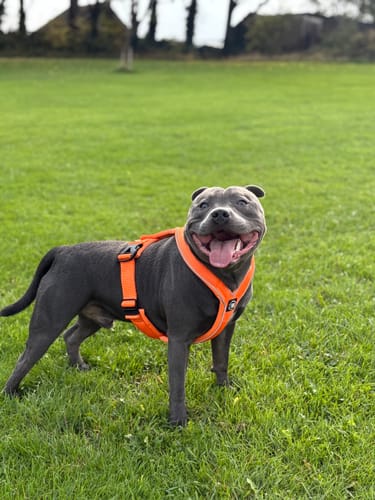 Faye G. review of Slip on Harness | Foam Padded - Orange image 1 out of 2