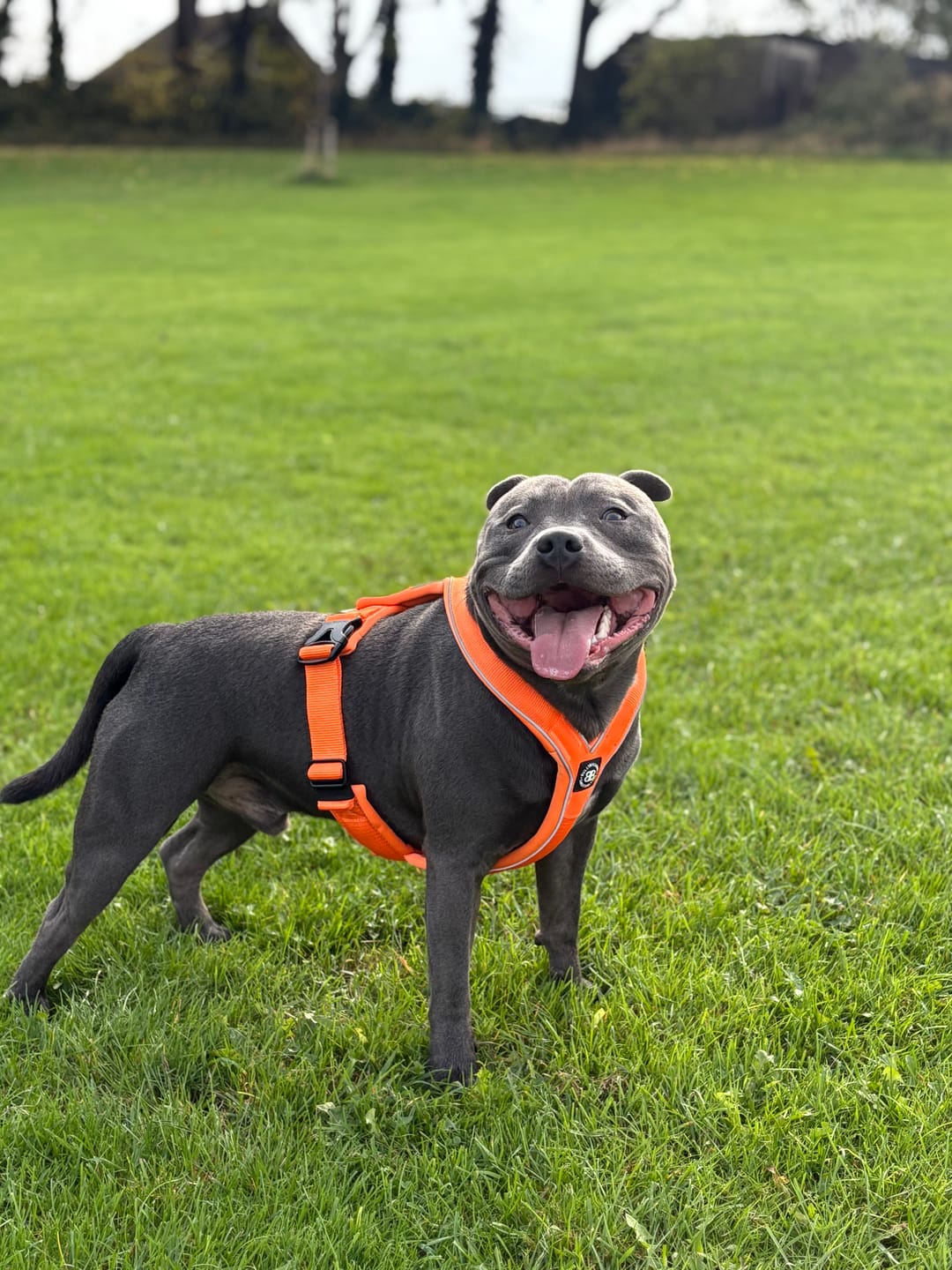 Customer photo review of Slip on Harness | Foam Padded - Orange