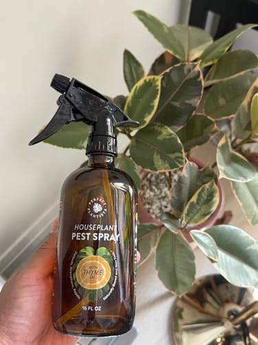 Customer photo review of Houseplant Pest Spray