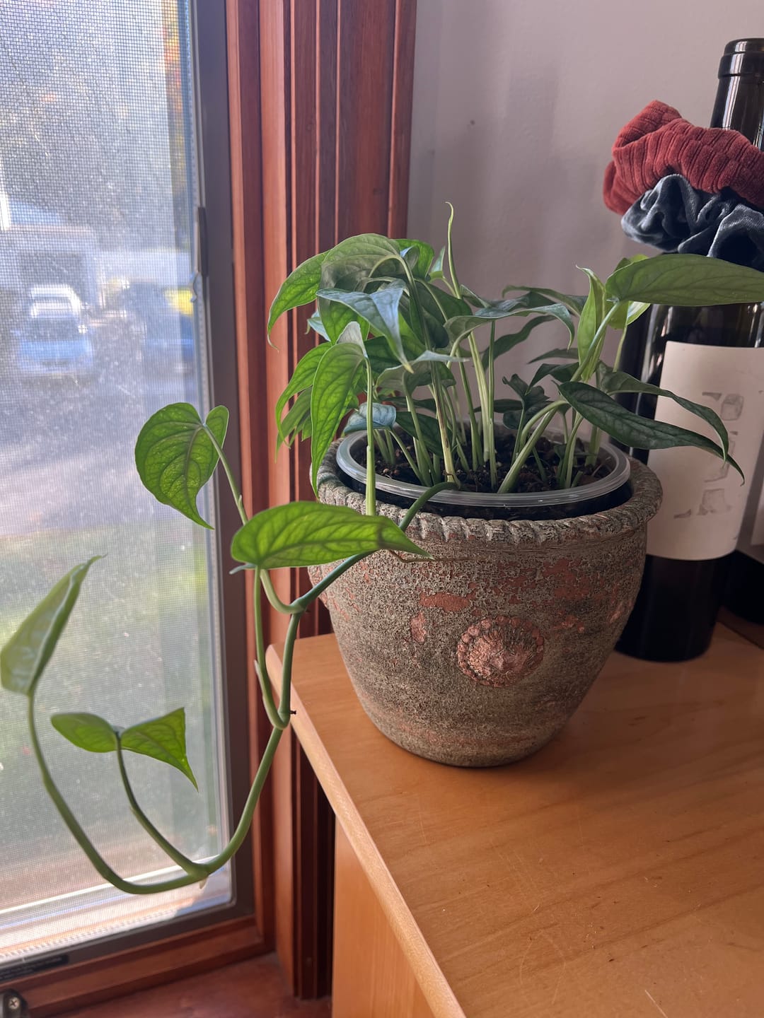 Customer photo review of Monstera siltepecana