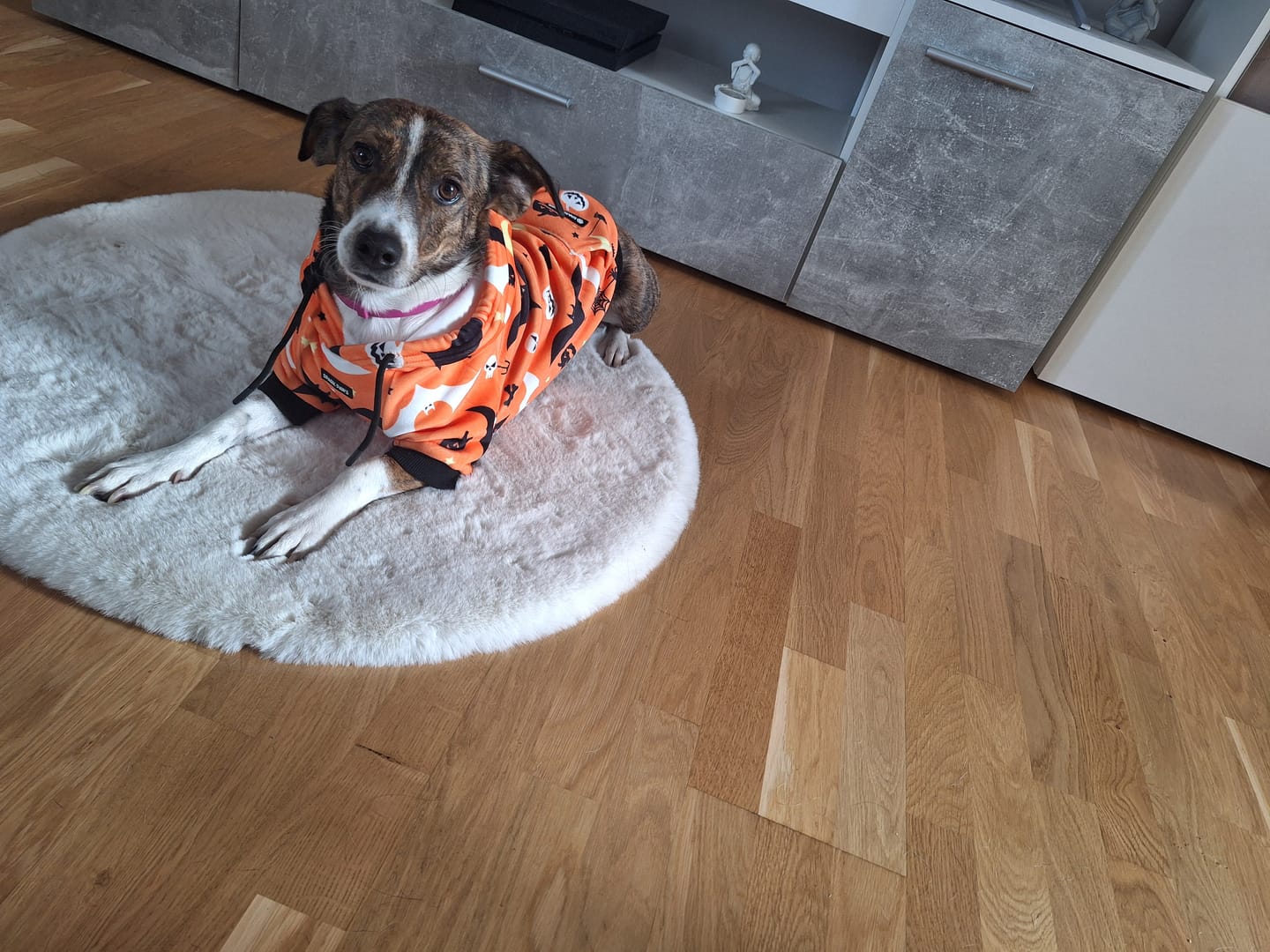 Customer photo review of Halloween Dog Hoodie - Orange