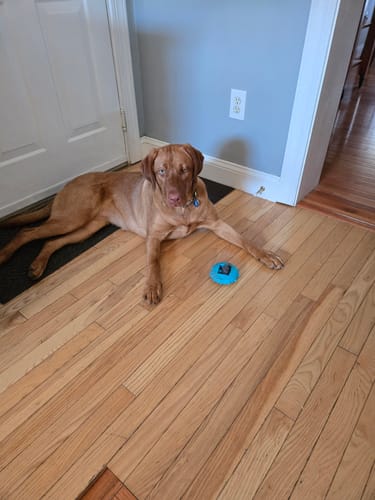 Customer photo review of Yak Chew Pack – 6 Flavor-Infused Sticks