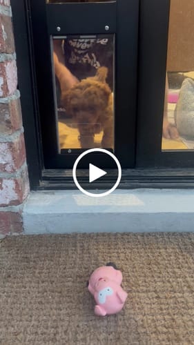 Customer video review of Patio Pet Door Insert