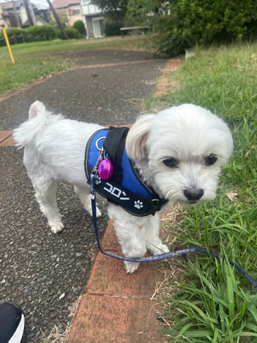 Customer photo review of FunFunPet 高機能ハーネス（お名前タグ作成サービス付き）