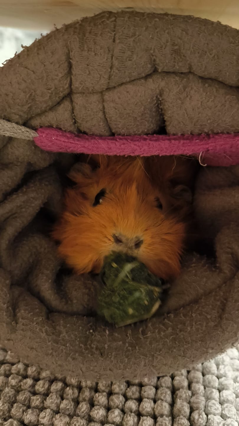 Customer photo review of 🌈 Glücksmomente – Premium Snack-Bälle für deine Meerschweinchen