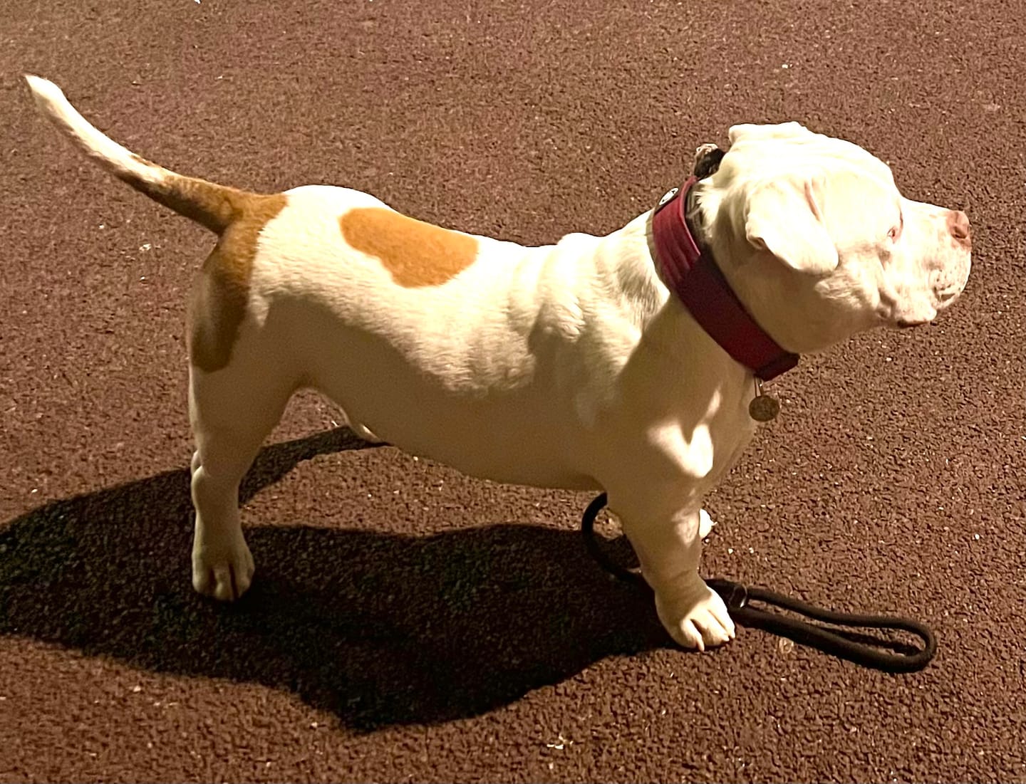 Customer photo review of 4cm Combat® Collar | Rated Clip - NO HANDLE - Burgundy