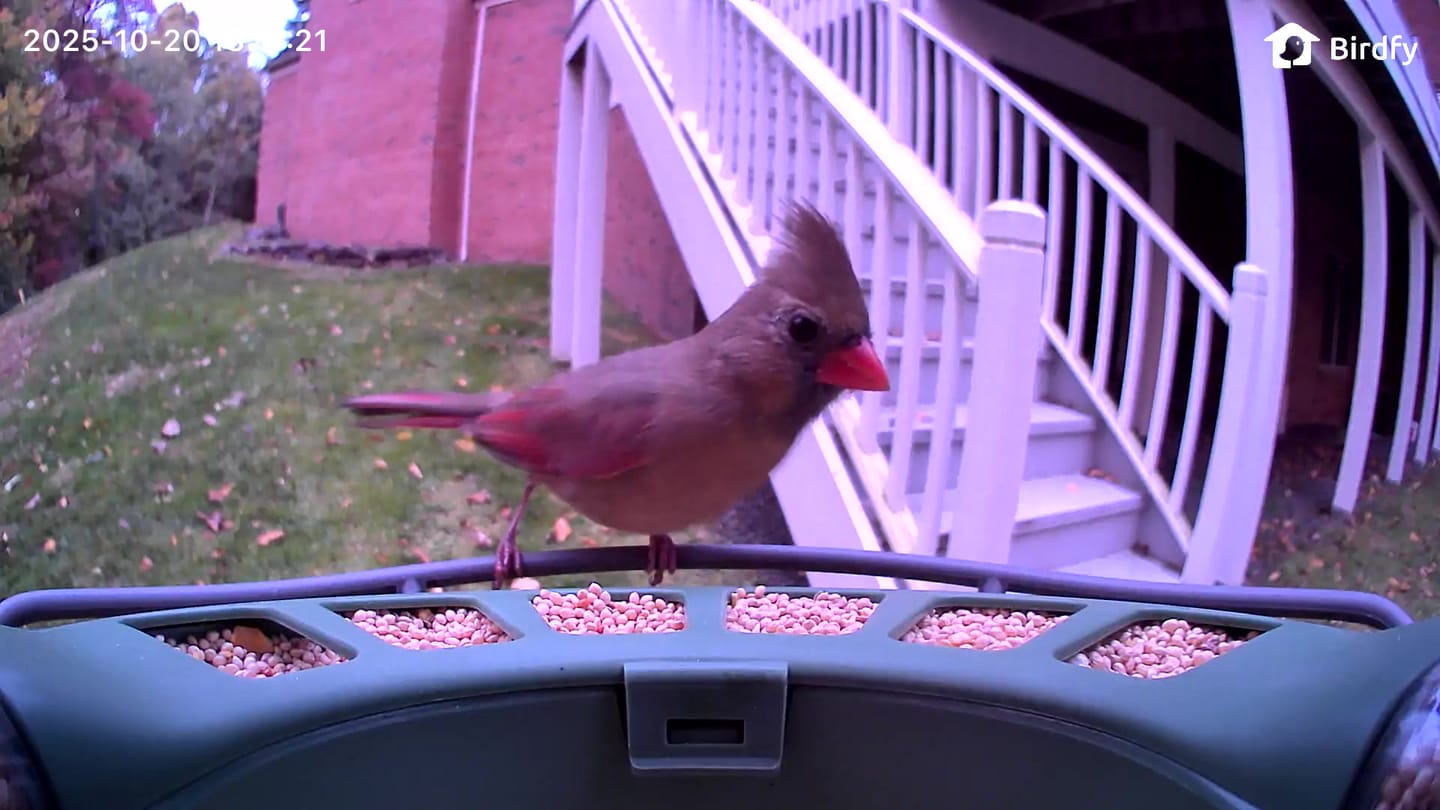 Customer photo review of Birdfy Feeder 2 - Smart Bird Feeder