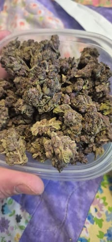 Customer photo review of Purple Cream THCA Flower