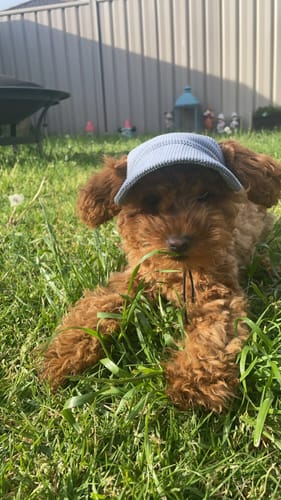 Customer photo review of DOG HATS