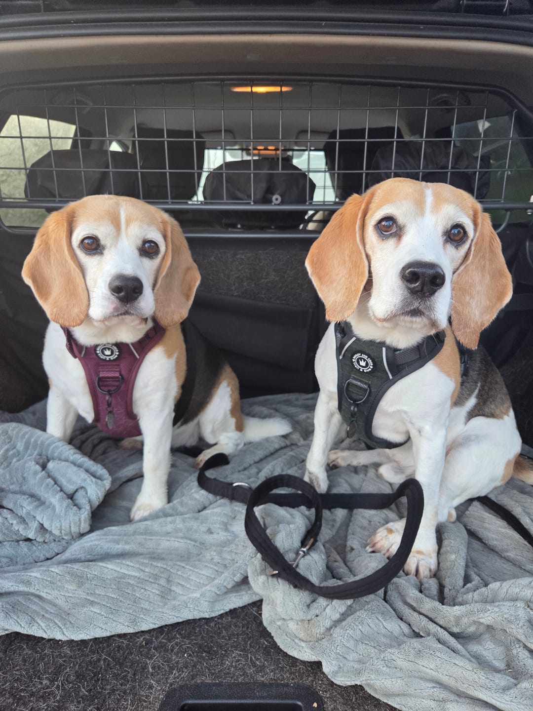 Customer photo review of Trail & Glow® Dog Harness - Mulberry Tweed