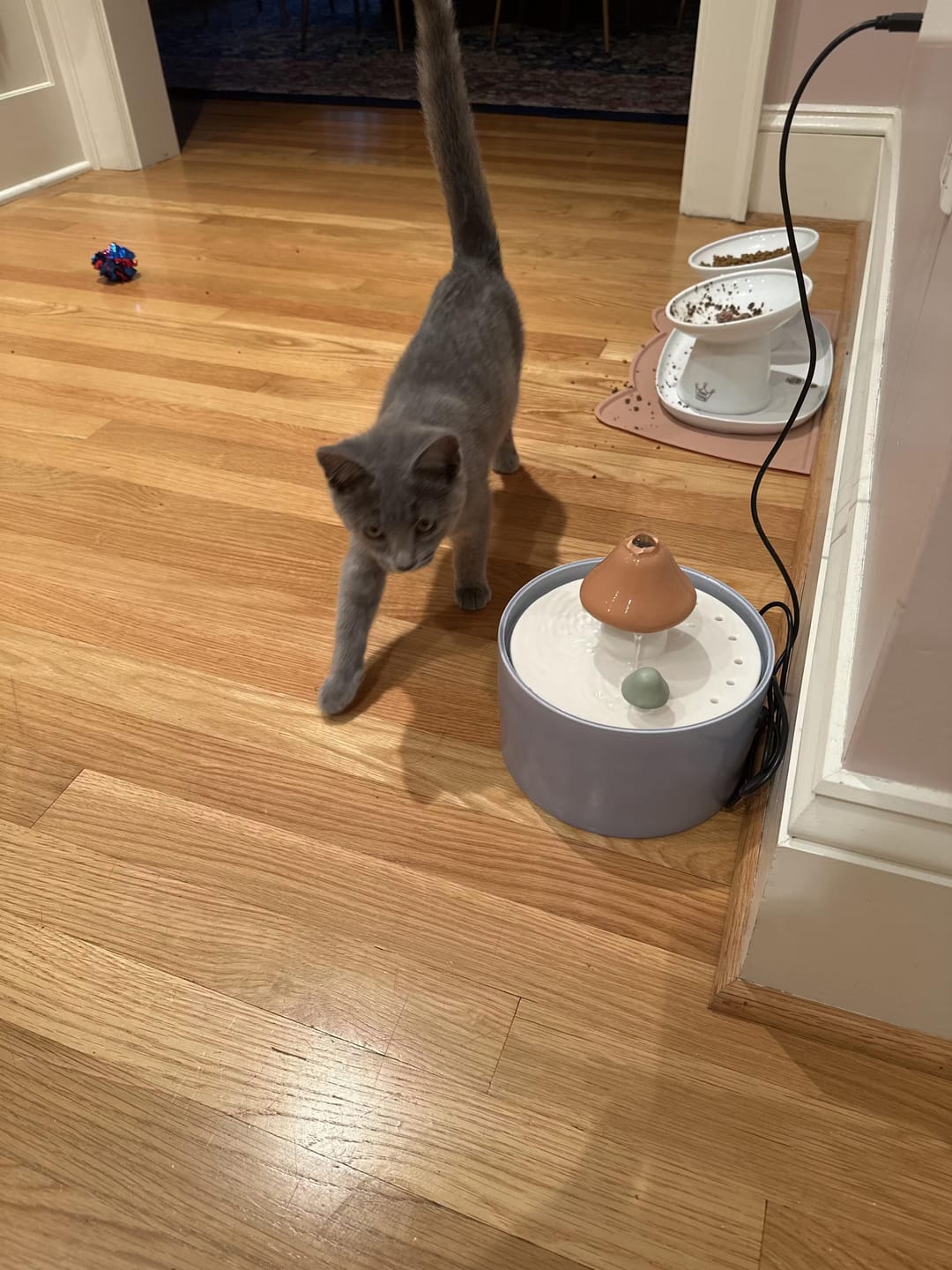 Customer photo review of PurrHaven - Katten Automatisch Keramisch Drinkfontein