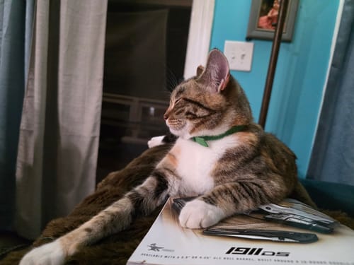 Customer photo review of FurLife™ - 8 Months All Natural Flea and Tick Collar for Cats