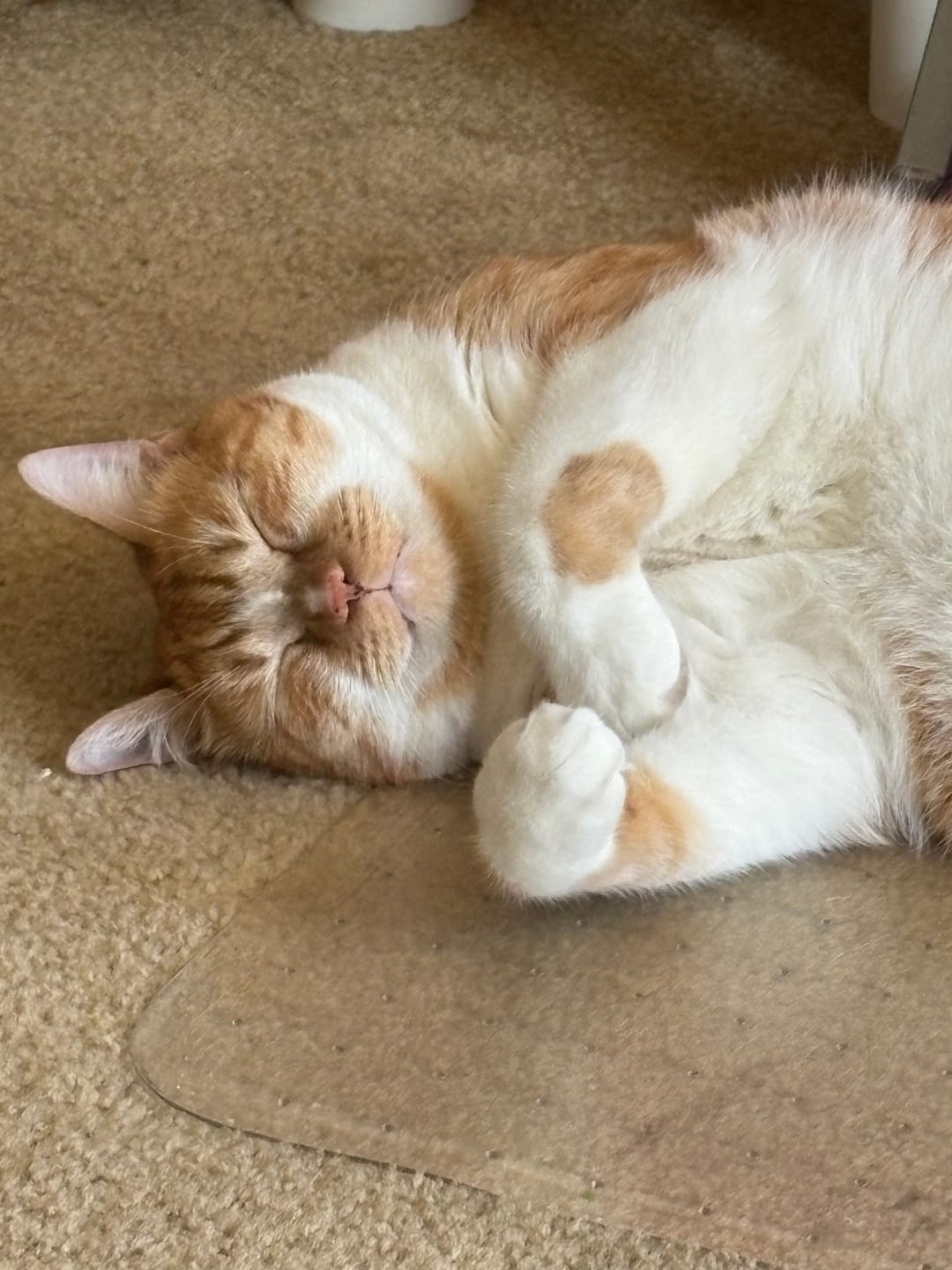 Customer photo review of Cat Itchy Skin & Healthy Coat Remedy