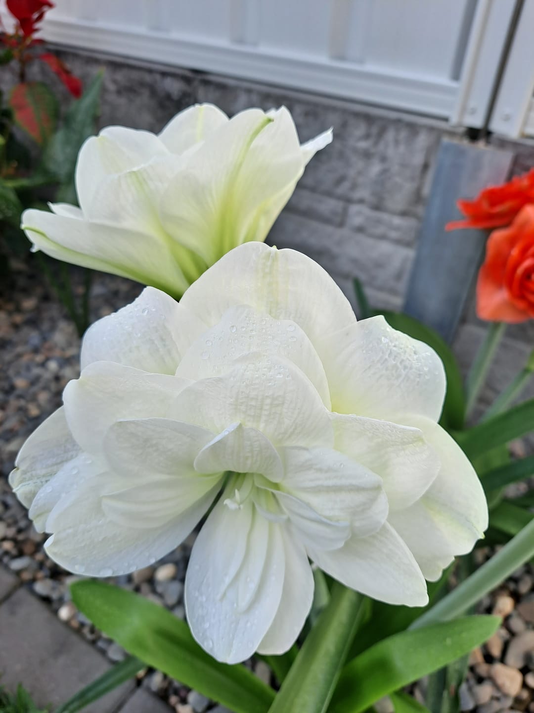 Customer photo review of Alfresco - Hippeastrums | Amaryllis | Hippeastrum x hybridum