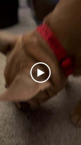 Customer video review of Smoked Beef Marrow Bone