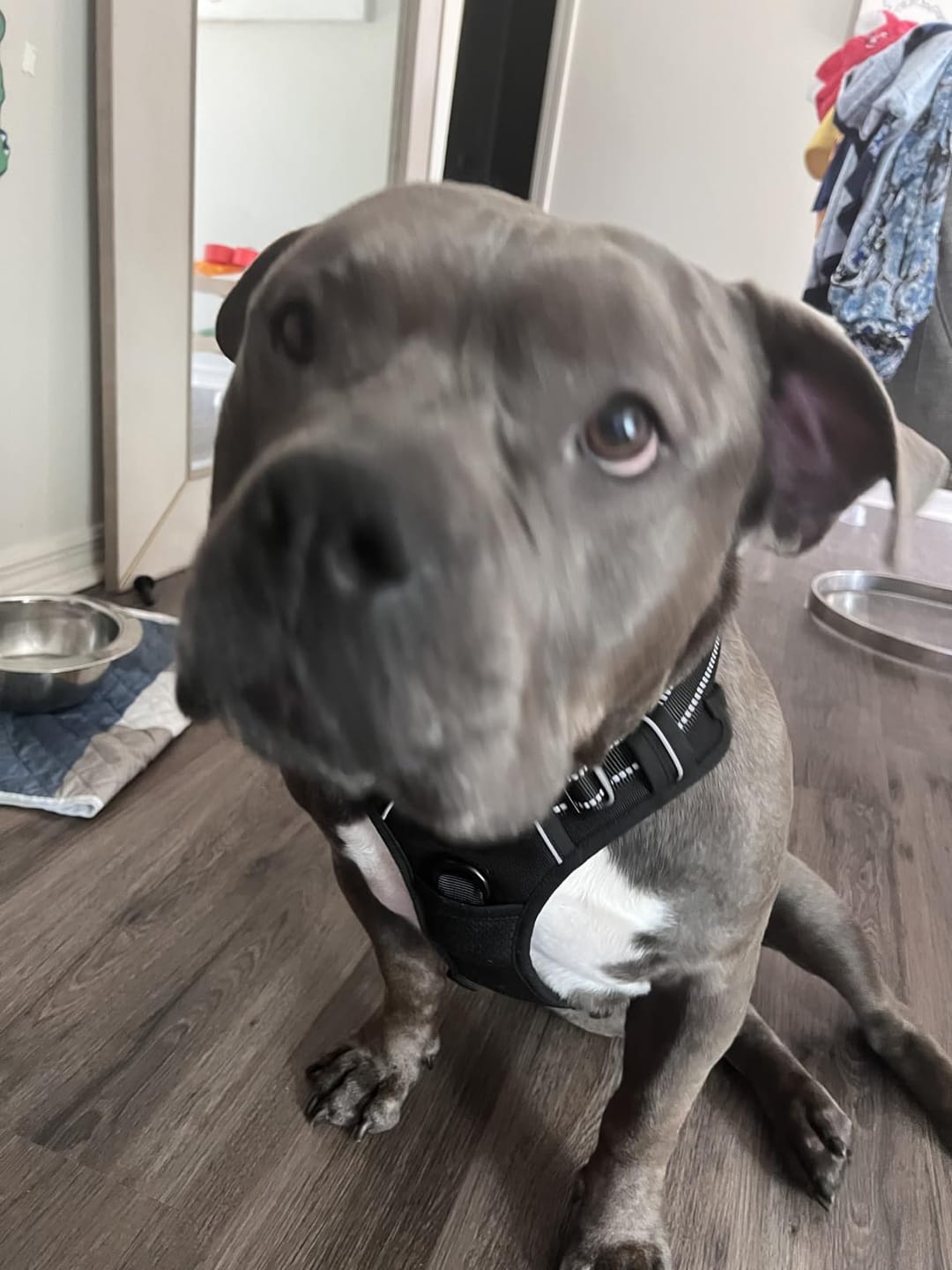 Customer photo review of No-Pull Harness [Free Today]