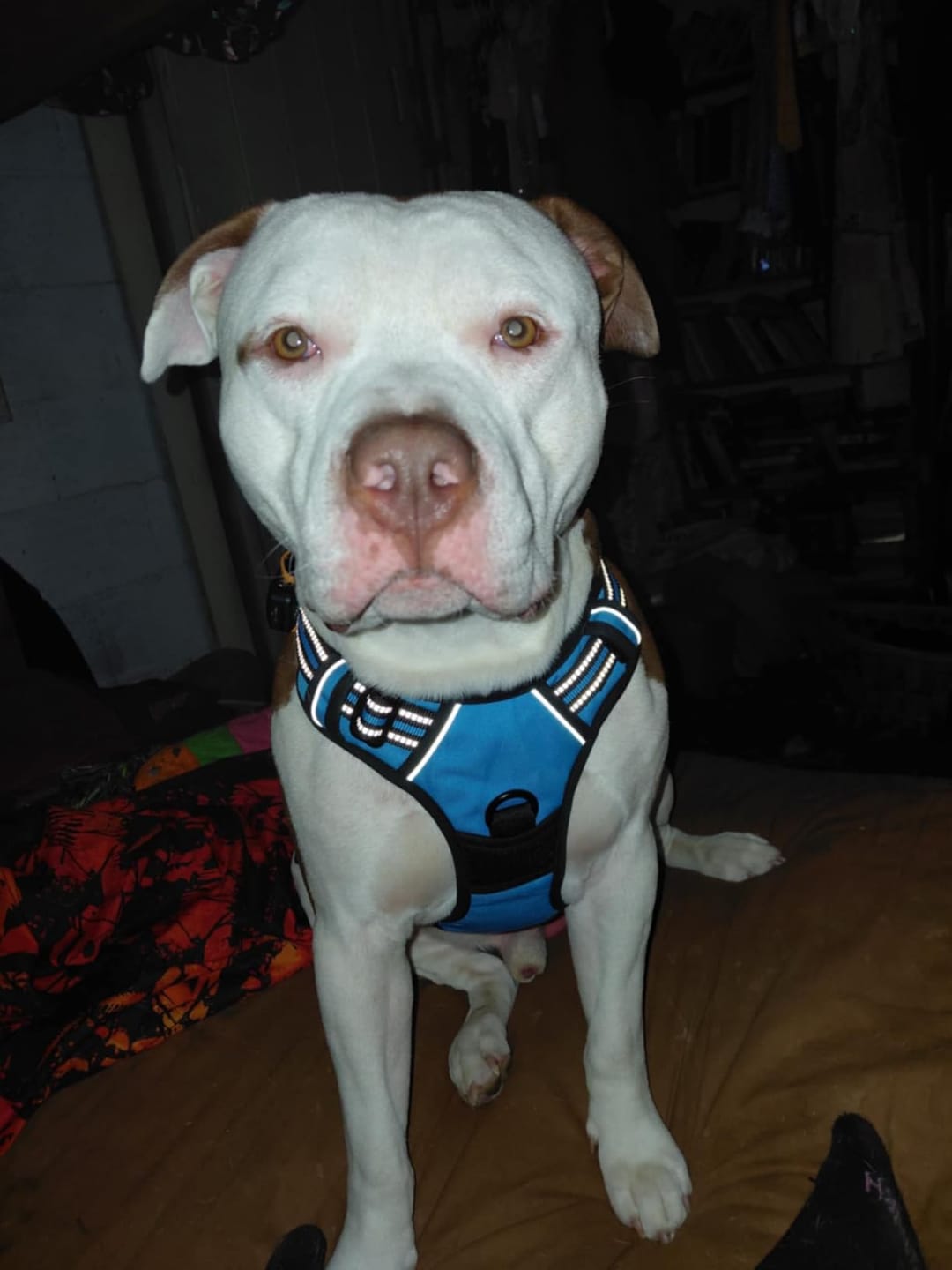 Customer photo review of No-Pull Harness [Free Today]