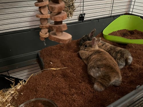 Customer photo review of Kleintiereinstreu