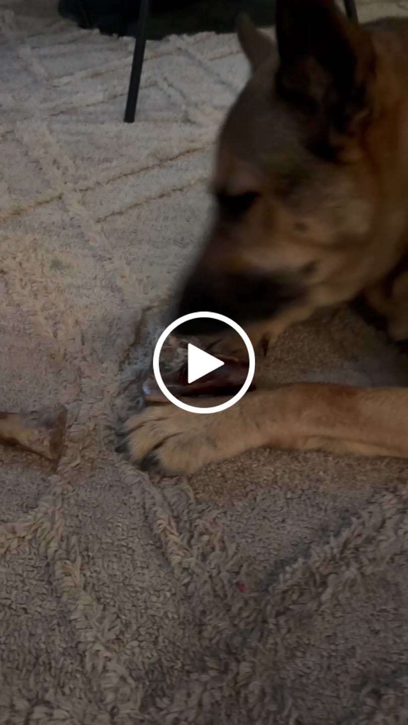 Customer video review of Ostrich Knuckle (Medium – 4" x 3"): The Perfect Chew for Small to Medium Dogs & Sensitive Stomachs