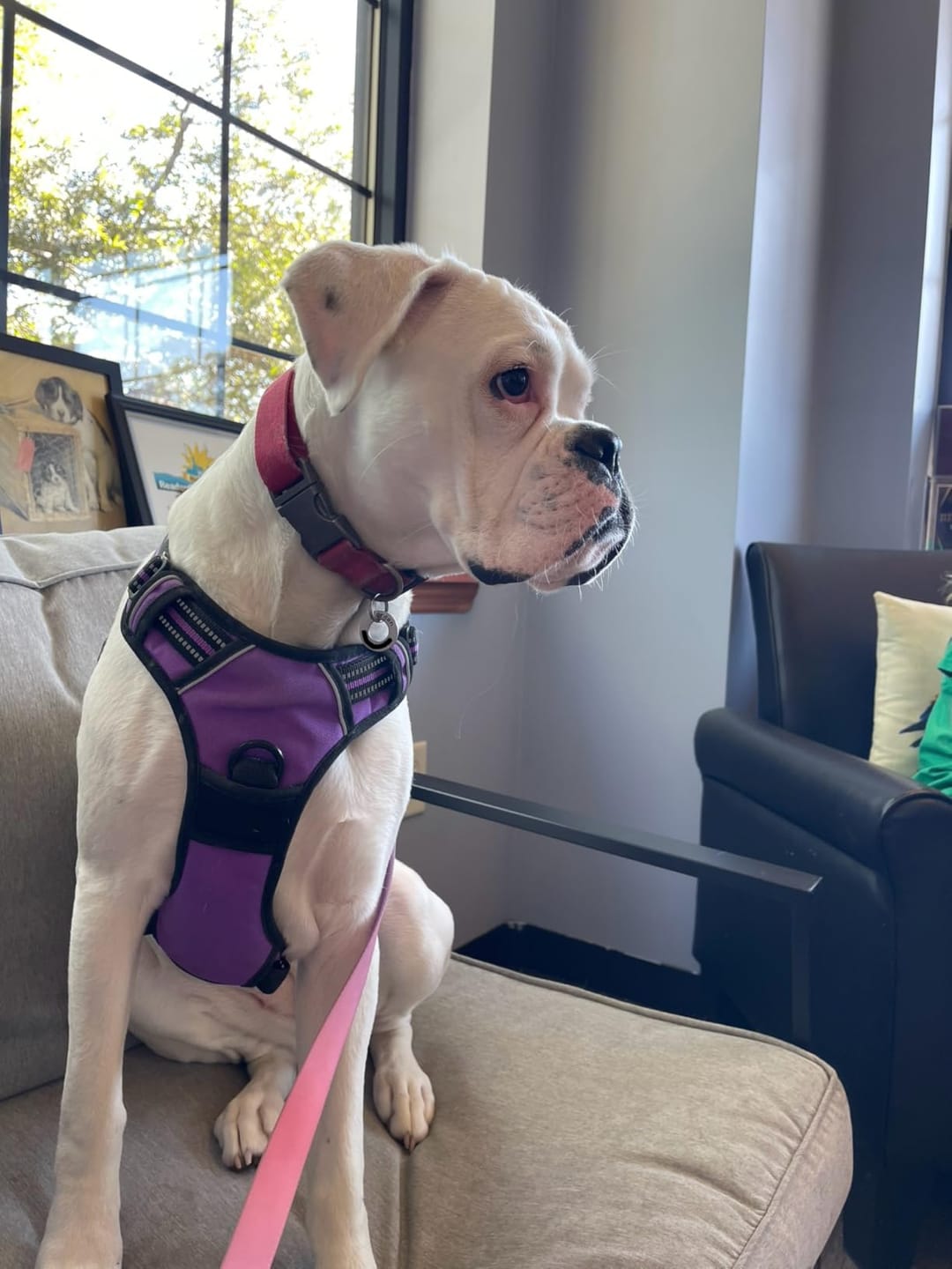 Customer photo review of No-Pull Harness [Free Today]