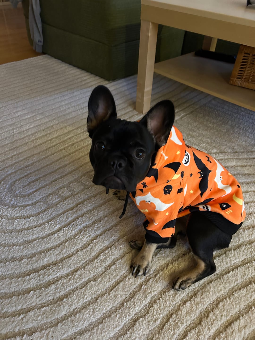 Customer photo review of Halloween Dog Hoodie - Orange
