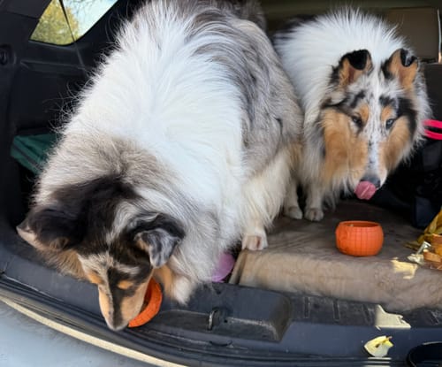 Customer photo review of FreezPumpkin Limited Halloween Edition Dog Toy