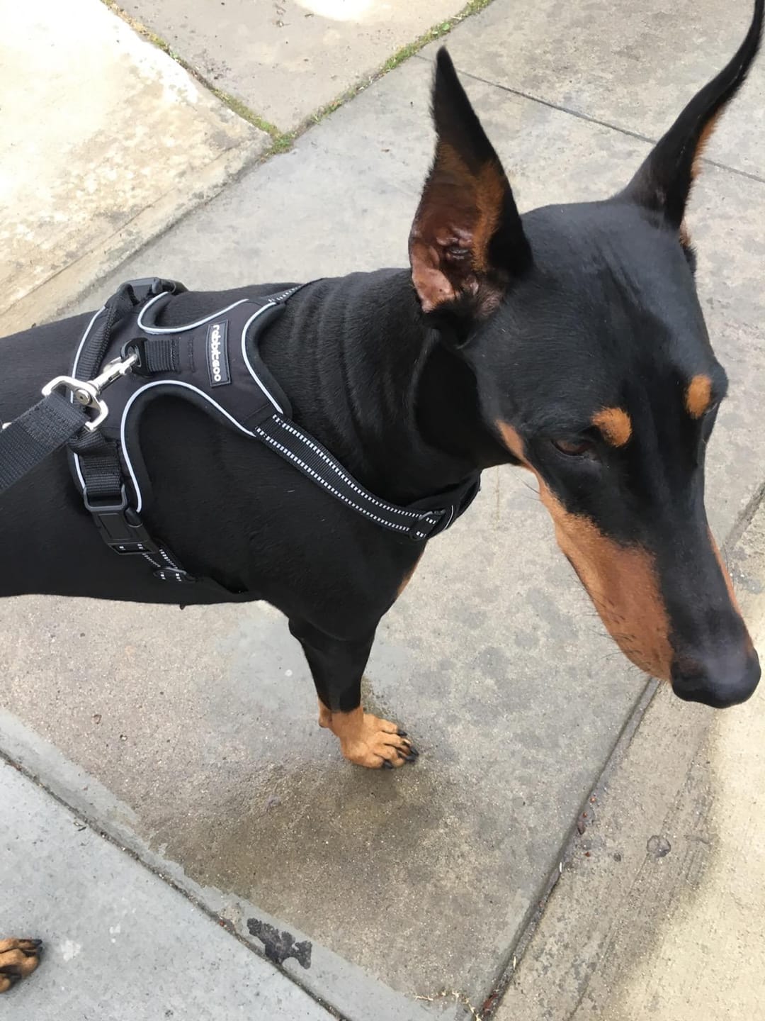 Customer photo review of No-Pull Harness [Free Today]