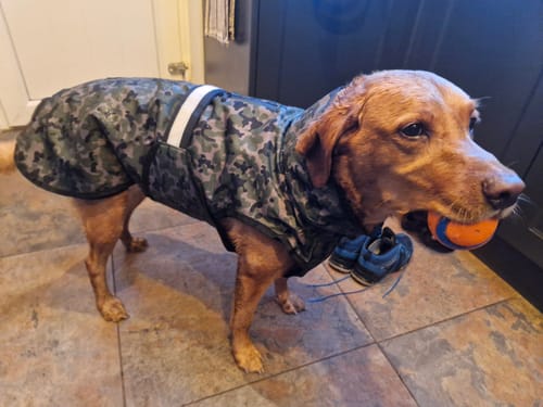 Customer photo review of 3-in-1 Dog Coat
