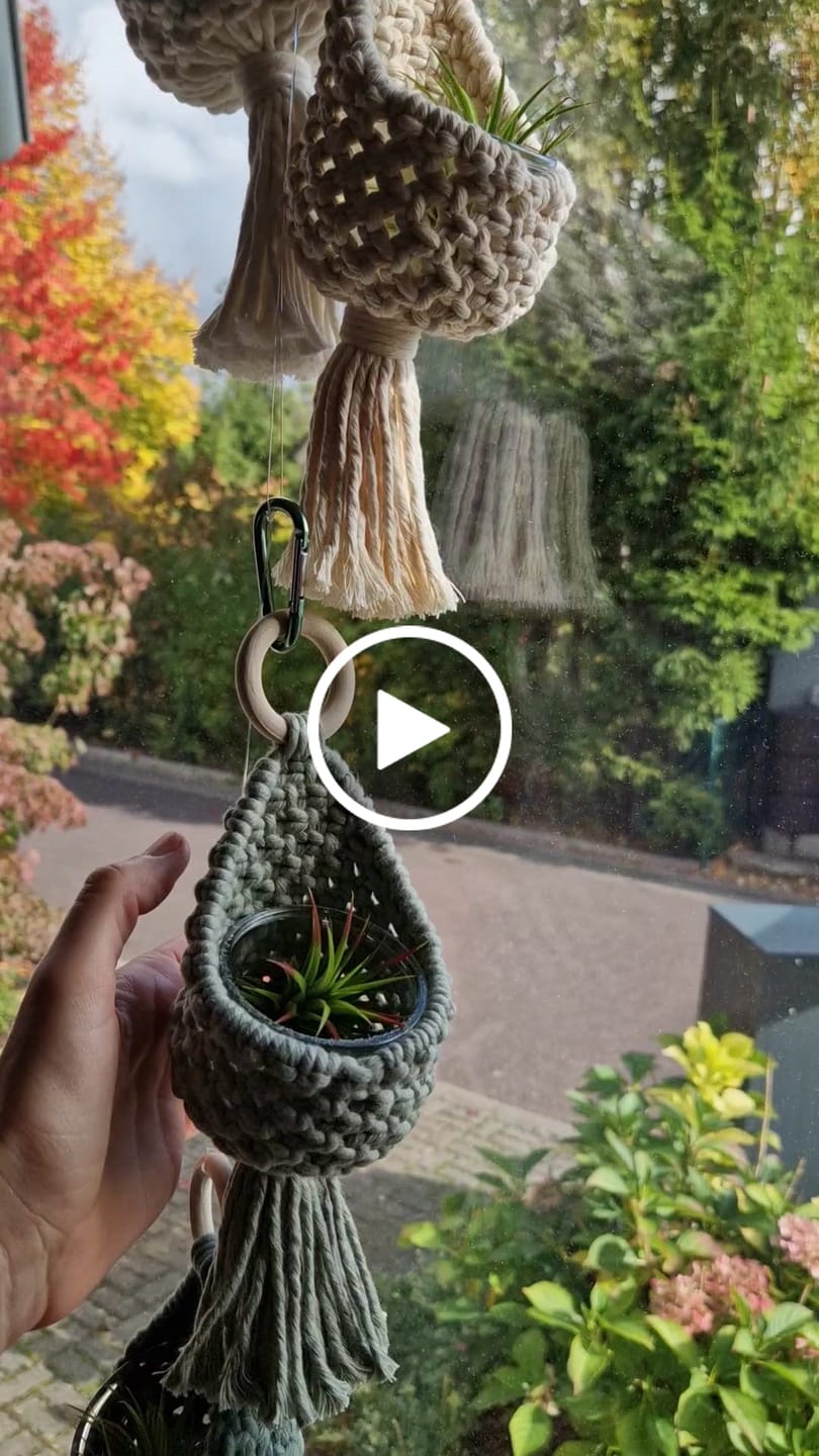Customer video review of Tillandsia ionantha
