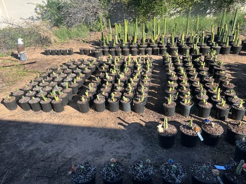 Customer photo review of Trichocereus Bridgesii Monstrose | Short Form | Type B | Penis Cactus