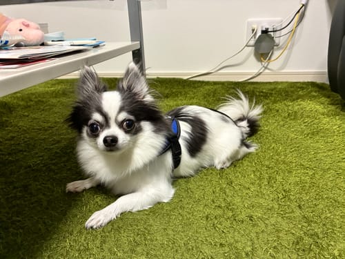 Customer photo review of 【プレミアム版】FunFunPet 高機能ハーネス （お名前タグ作成サービス付き）