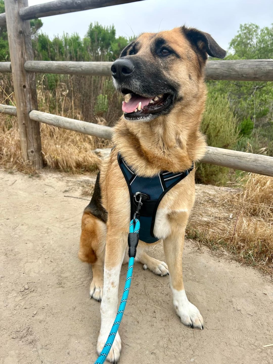 Customer photo review of No-Pull Harness [Free Today]