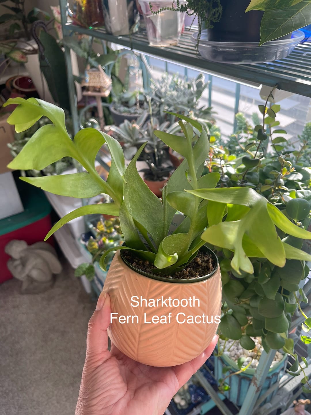 Customer photo review of Cactus Selenicereus chrysocardium "Sharktooth"
