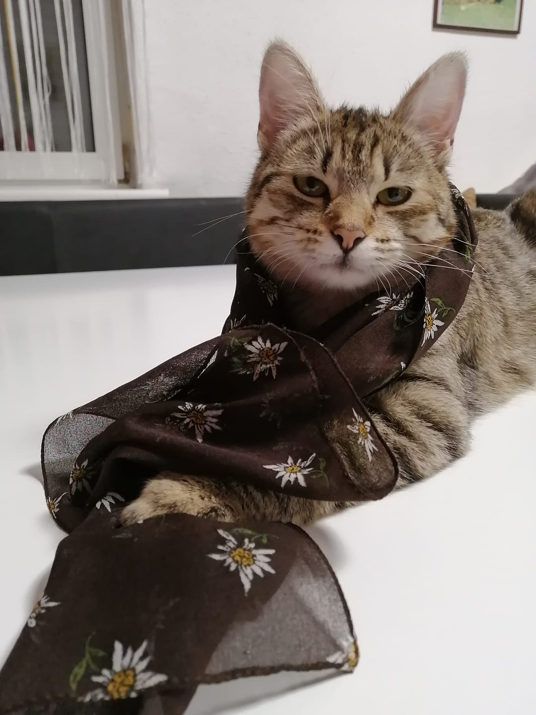 Customer photo review of Nieren Vitalsuppe für Katzen