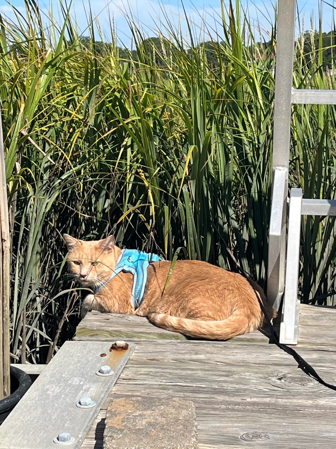 Customer photo review of Explorer Harness | Less boredom. More discovery. A better life for your indoor cat.