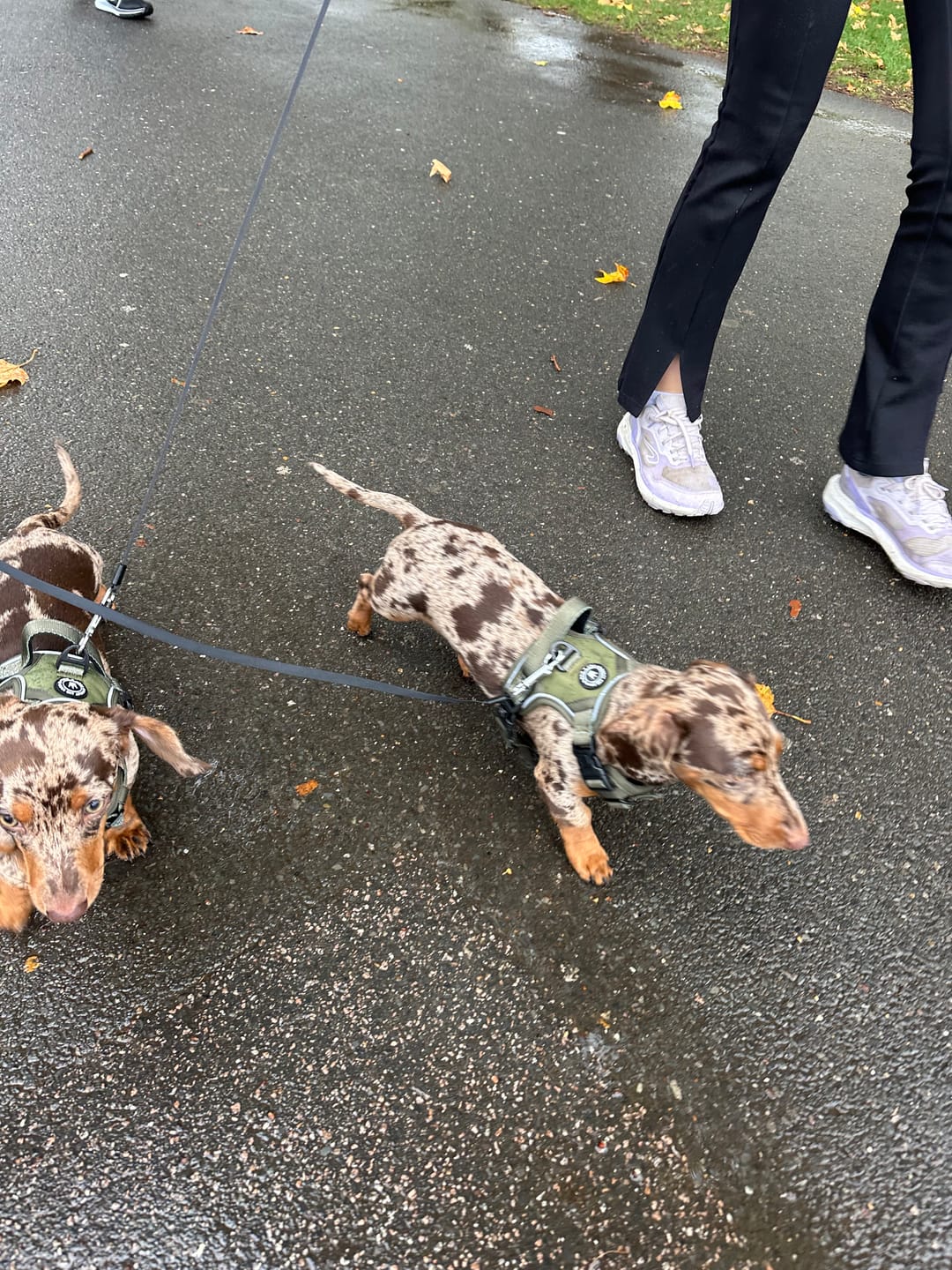 Customer photo review of Trail & Glow® Dog Harness - The Khaki One