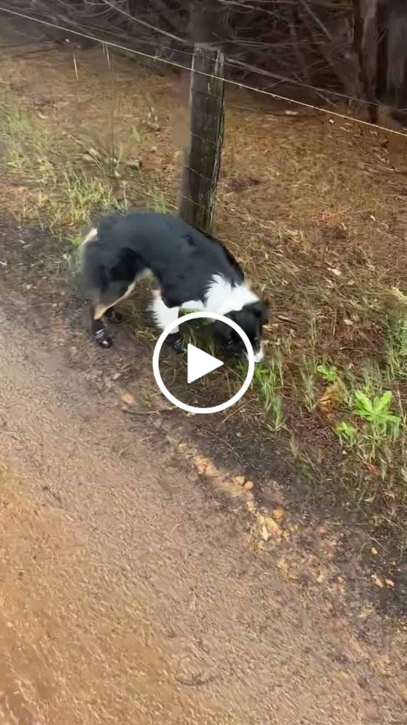 Customer video review of AIR PUP SOCKS / BOOT LINERS