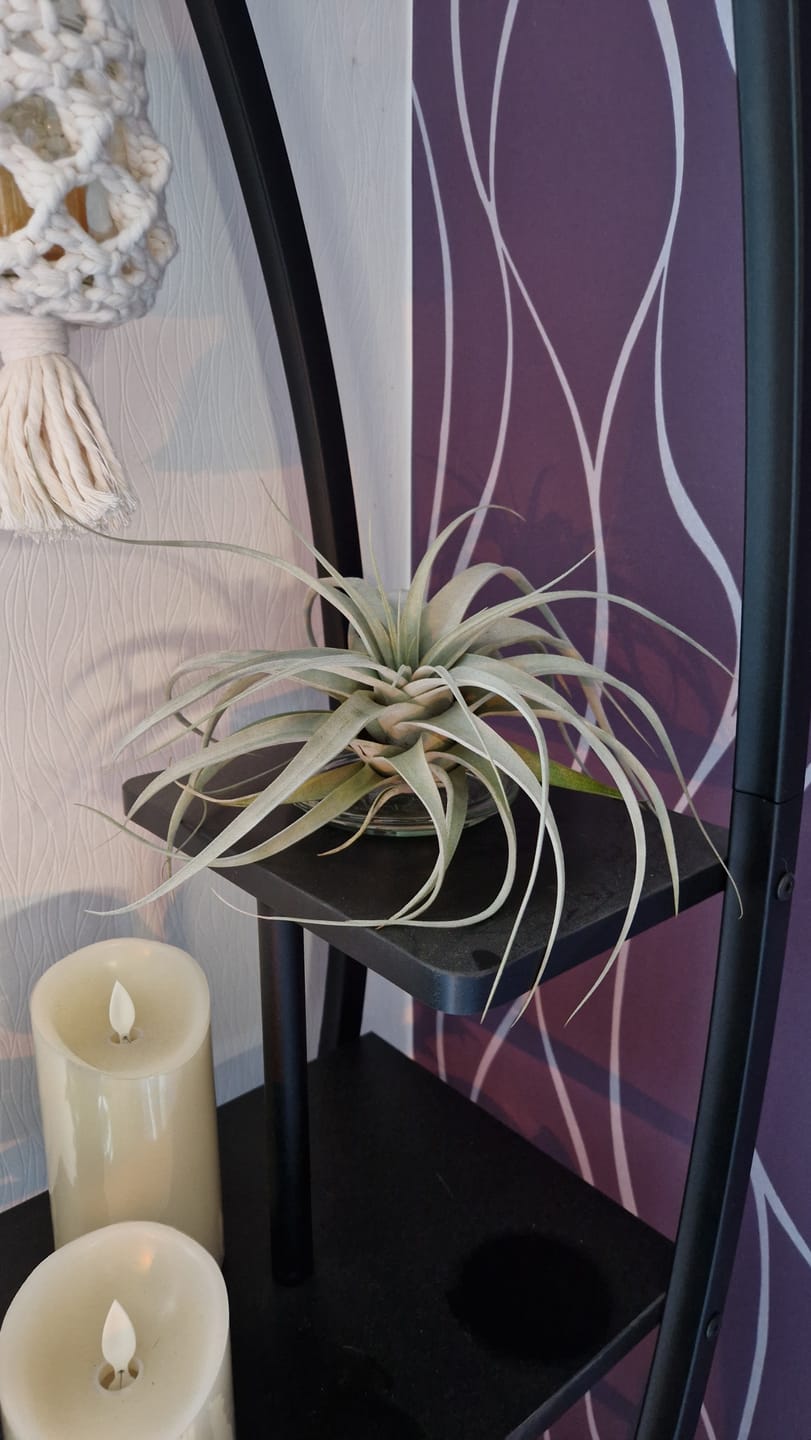 Customer photo review of Tillandsia xerographica 'Bonsai'
