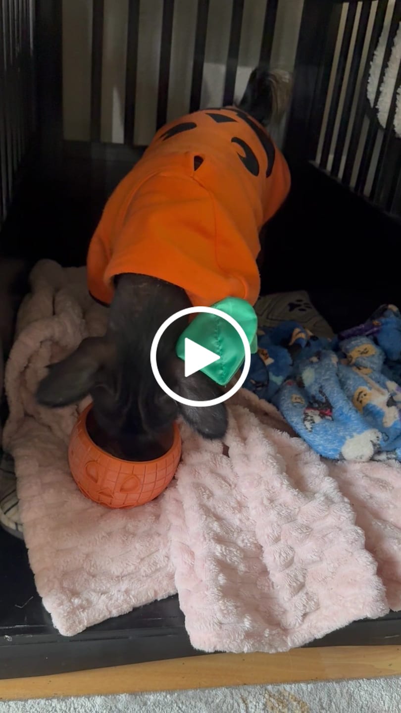 Customer video review of FreezPumpkin Limited Halloween Edition Dog Toy
