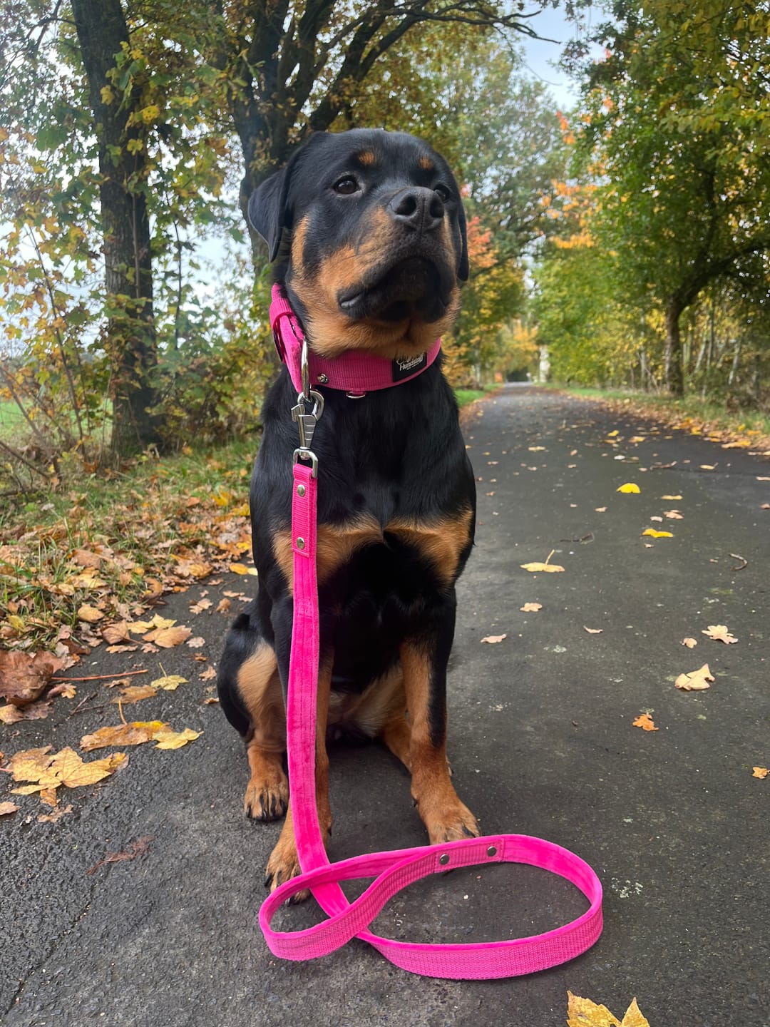 Customer photo review of Active Set Rosa - Active halsband & koppel