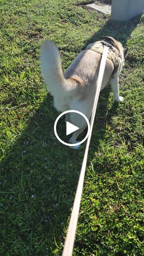 Customer video review of 2MBH Harness Exchanges