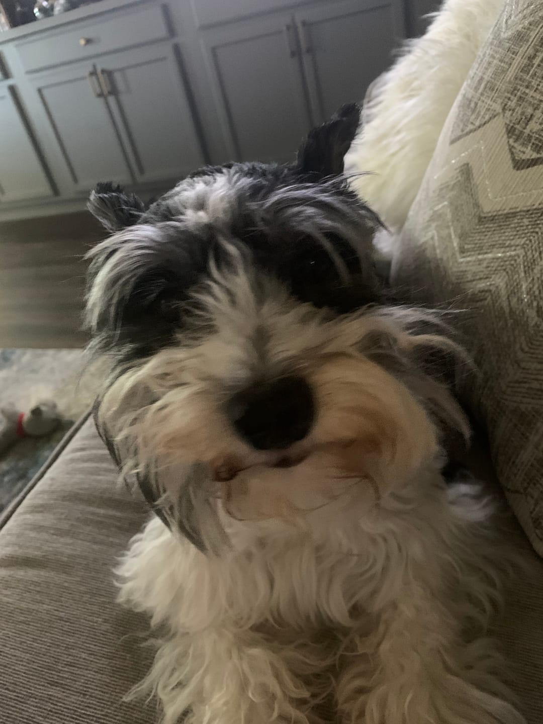 Customer photo review of KING KALM 600mg CBD with Copaiba, Krill Oil and DHA for Dogs & Cats