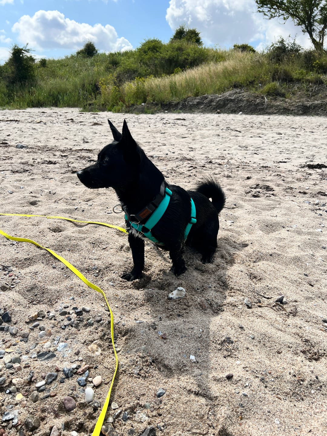 Customer photo review of Comfort Hundegeschirr