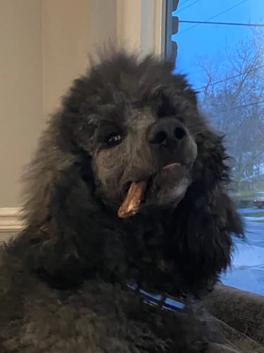 Customer photo review of 6 Inch Thick Bully Stick