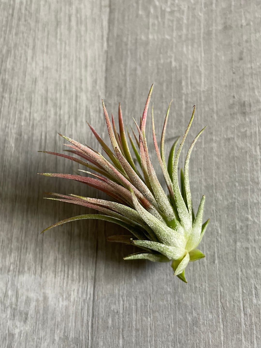 Customer photo review of Tillandsia ionantha 'Red Marble'